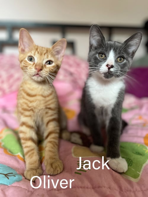 OLIVER & JACK - Domestic Short Hair available for adoption