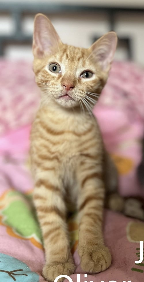 OLIVER & JACK - Domestic Short Hair available for adoption