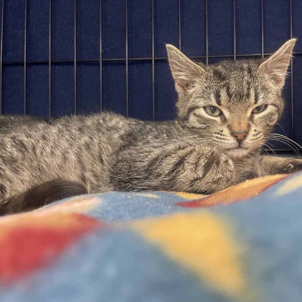 HOUNDSTOOTH - Domestic Short Hair available for adoption