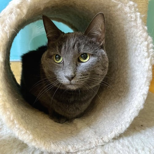 PAISLEY - Domestic Short Hair available for adoption