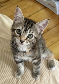 Callie - Photo 1