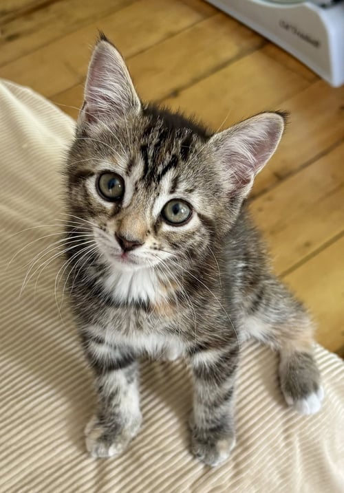 CALLIE - Domestic Short Hair available for adoption
