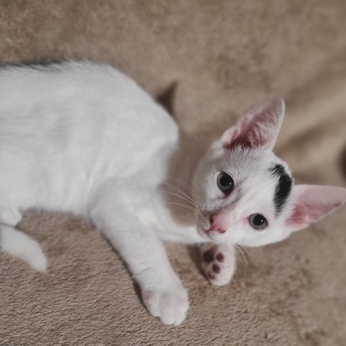 PIGLET - Domestic Short Hair available for adoption