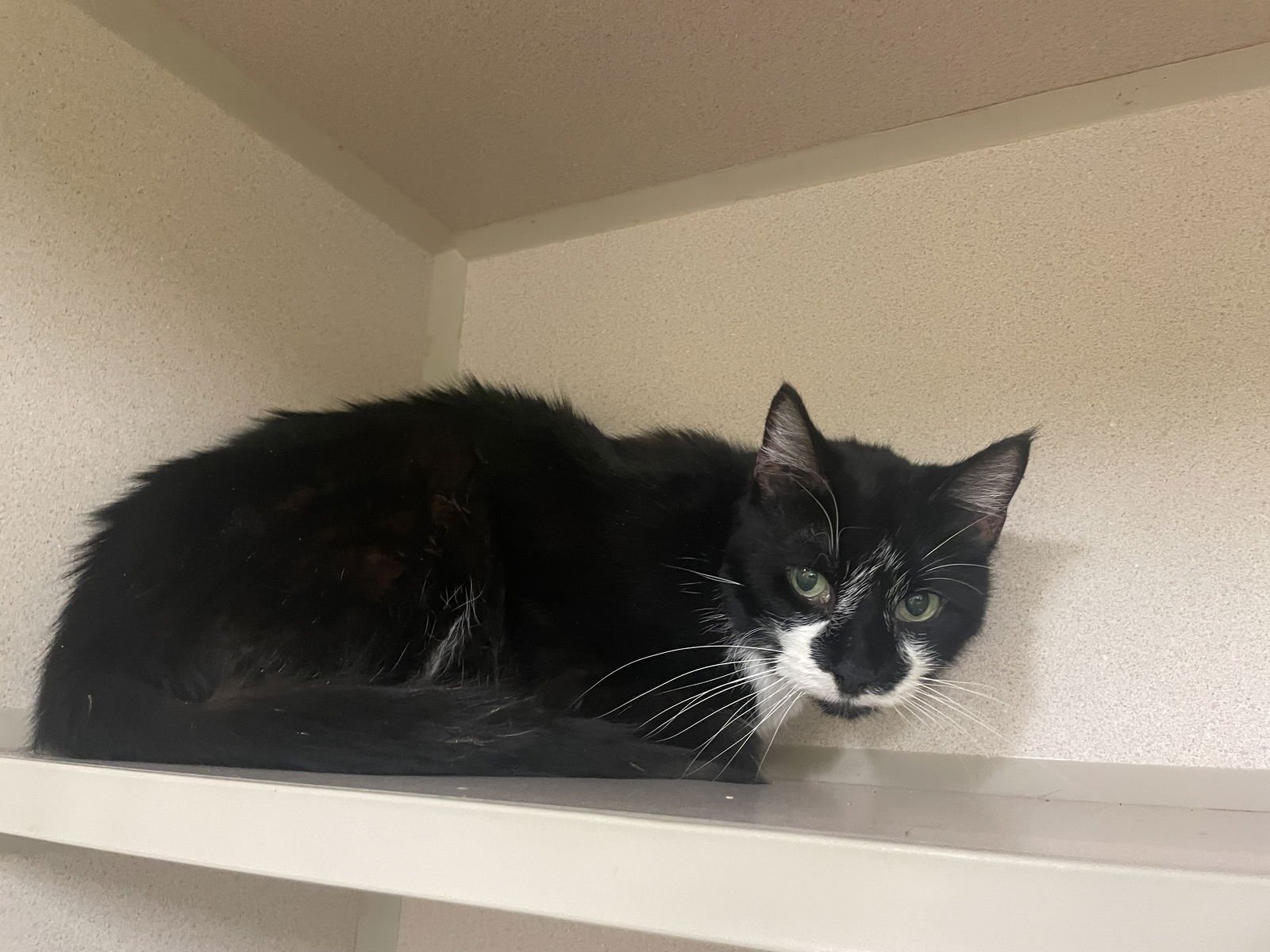 CARLA - Domestic Short Hair available for adoption