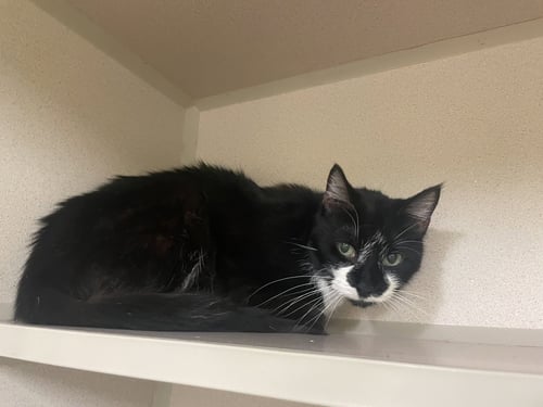 CARLA - Domestic Short Hair available for adoption
