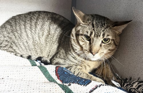 CRAYOLA - Domestic Short Hair available for adoption