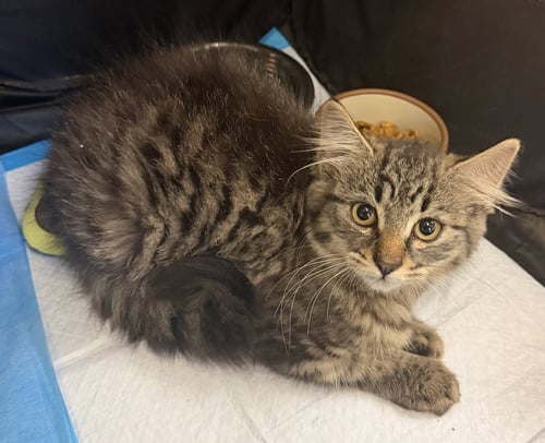 BUCK - Domestic Long Hair available for adoption