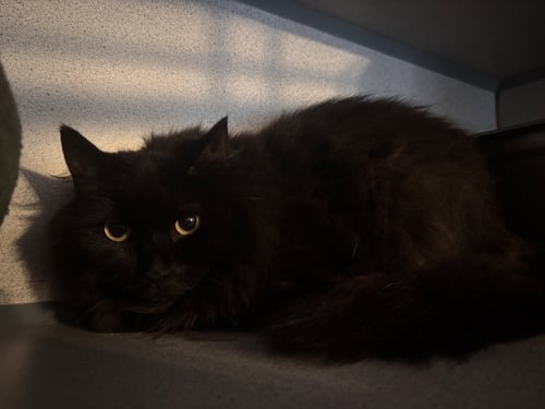 NANA & SAGAL - Domestic Short Hair available for adoption