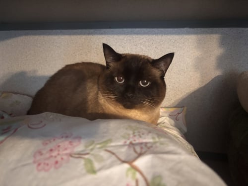 NANA & SAGAL - Domestic Short Hair available for adoption