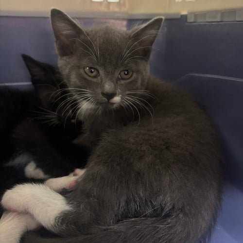 ABRIELLE - Domestic Short Hair available for adoption