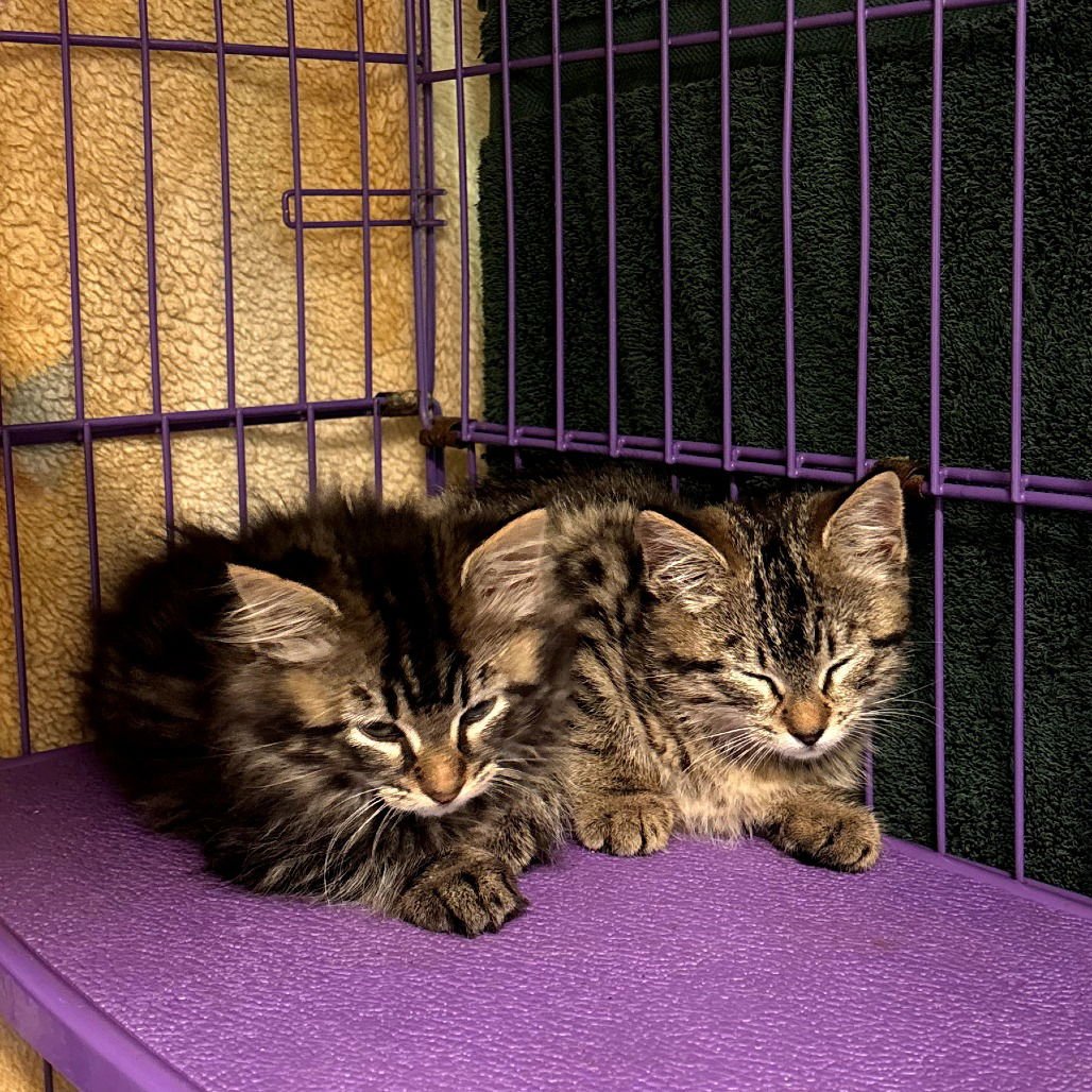 ESTHER - Domestic Short Hair available for adoption