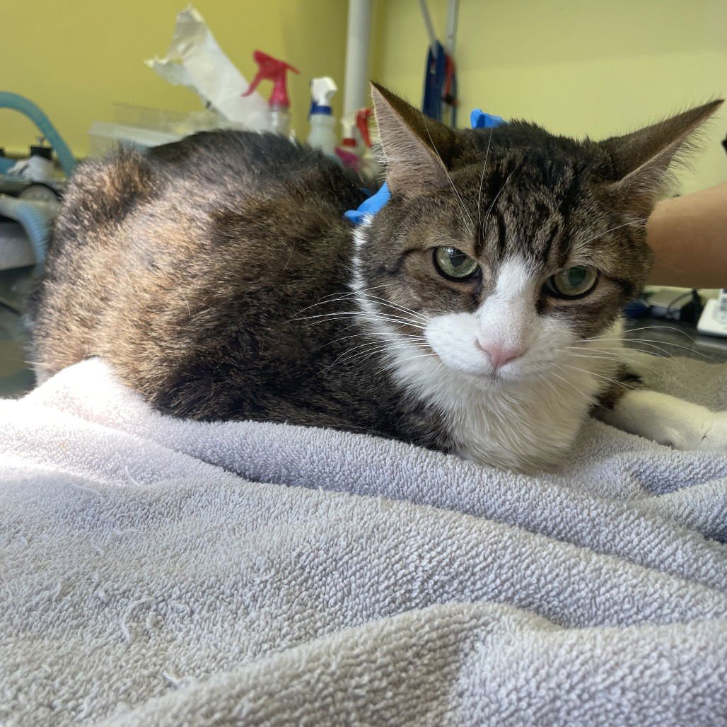 MERRY - Domestic Short Hair available for adoption