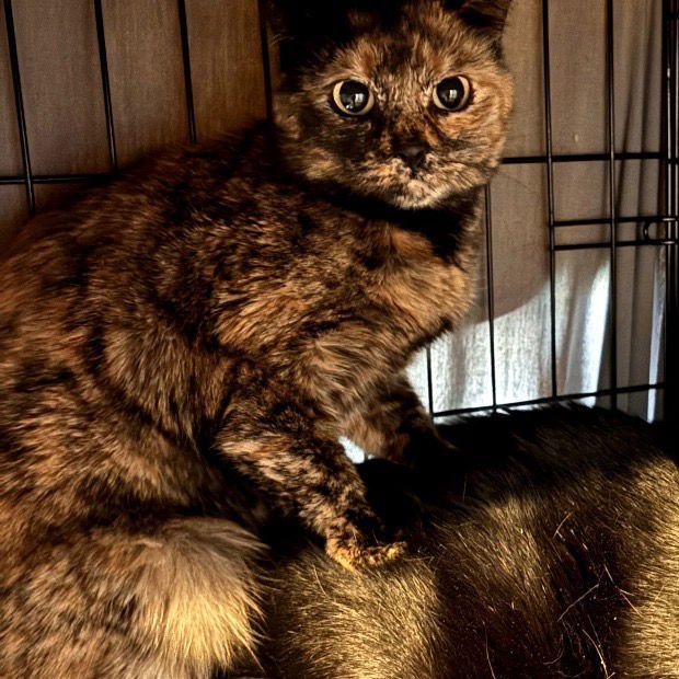 BELLA - Domestic Short Hair available for adoption