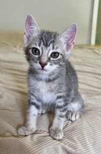 Lily - Photo 1