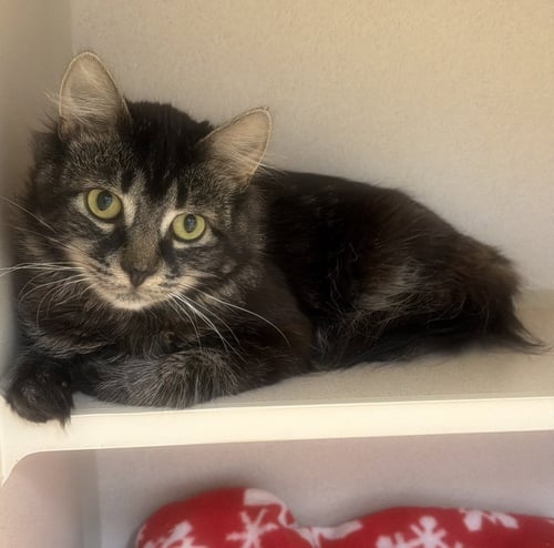 BEETLEJUICE - Domestic Medium Hair available for adoption