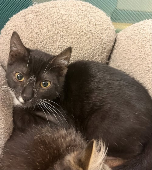 MONO - Domestic Short Hair available for adoption