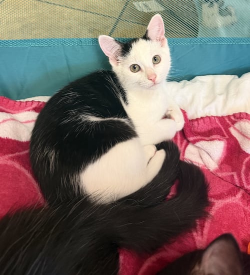 MORO - Domestic Short Hair available for adoption