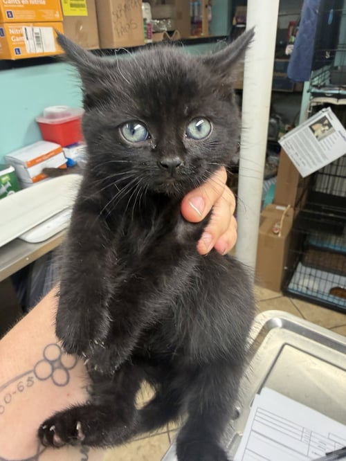 JEMMA - Domestic Short Hair available for adoption