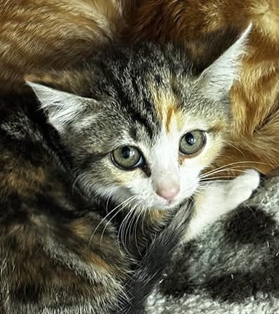 MIMOSA - Domestic Short Hair available for adoption