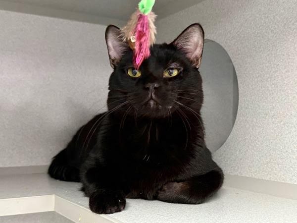 FRANKENSTEIN - Domestic Short Hair available for adoption