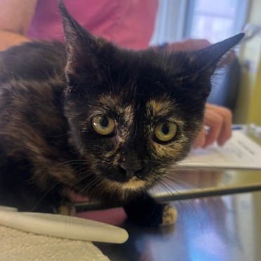 ENYA - Domestic Short Hair available for adoption