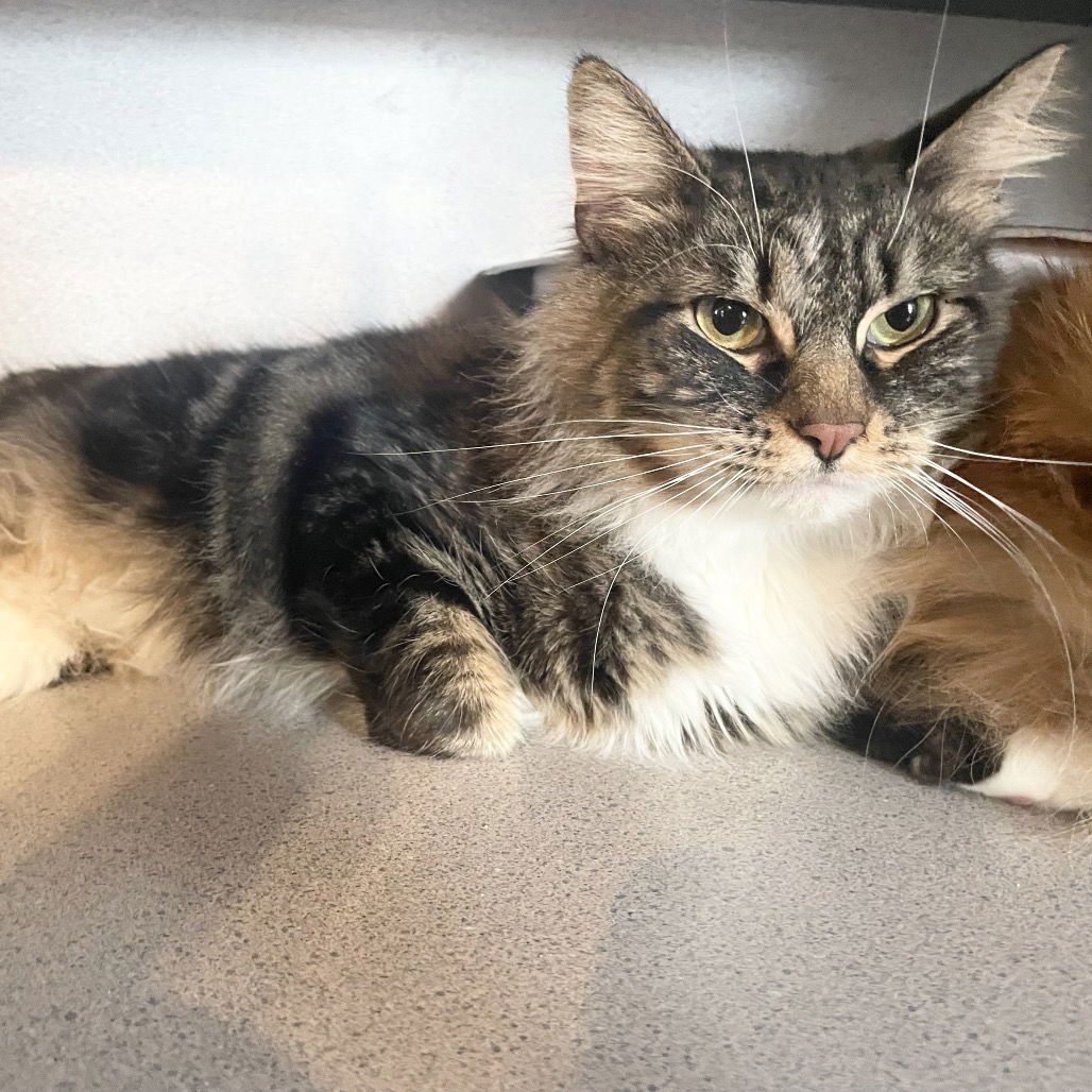 BENNY - Domestic Long Hair available for adoption