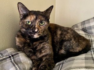 ROCKET & JUNIPER - Domestic Short Hair / Domestic Short Hair available for adoption