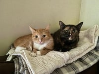 Rocket & Juniper - Photo 1