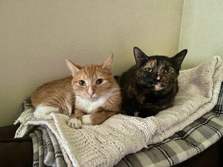 ROCKET & JUNIPER - Domestic Short Hair / Domestic Short Hair available for adoption