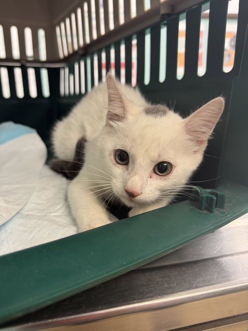 EMINEM - Domestic Short Hair available for adoption