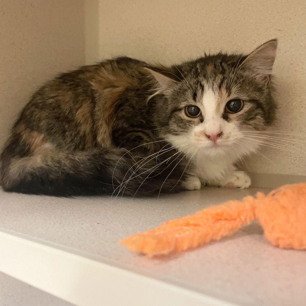 MOCHA - Domestic Long Hair available for adoption