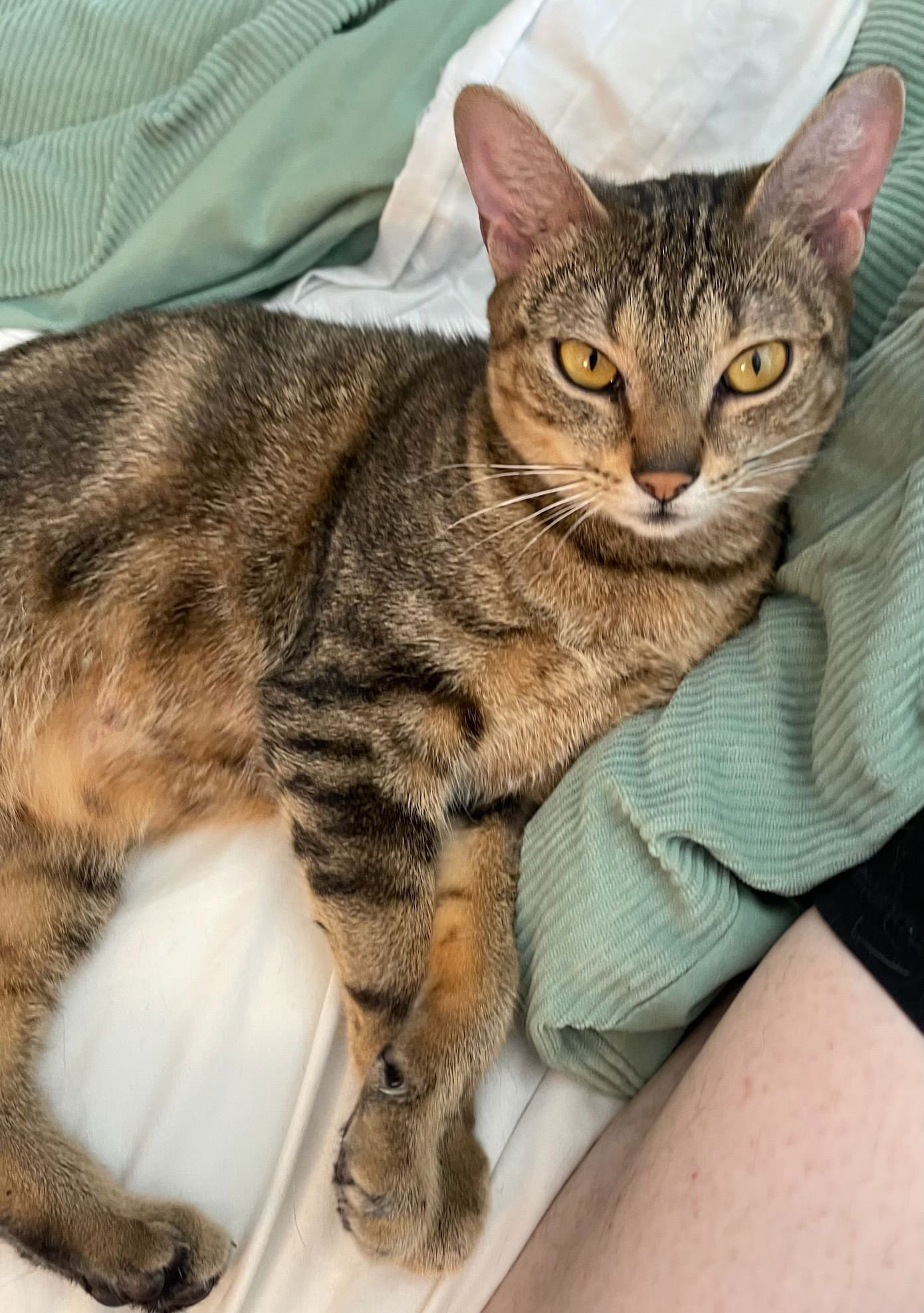 BOLOGNA - Domestic Short Hair available for adoption