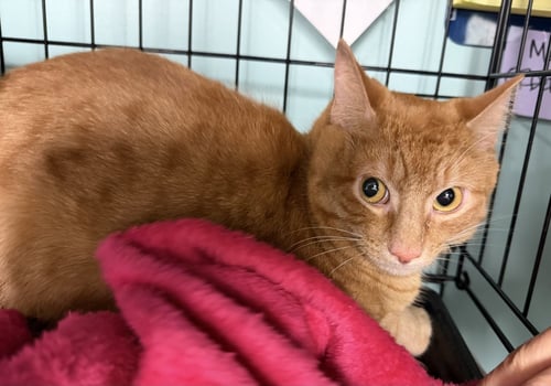 HENRY - Domestic Short Hair available for adoption