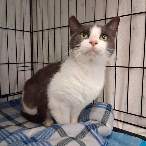 ESTER - Domestic Short Hair available for adoption
