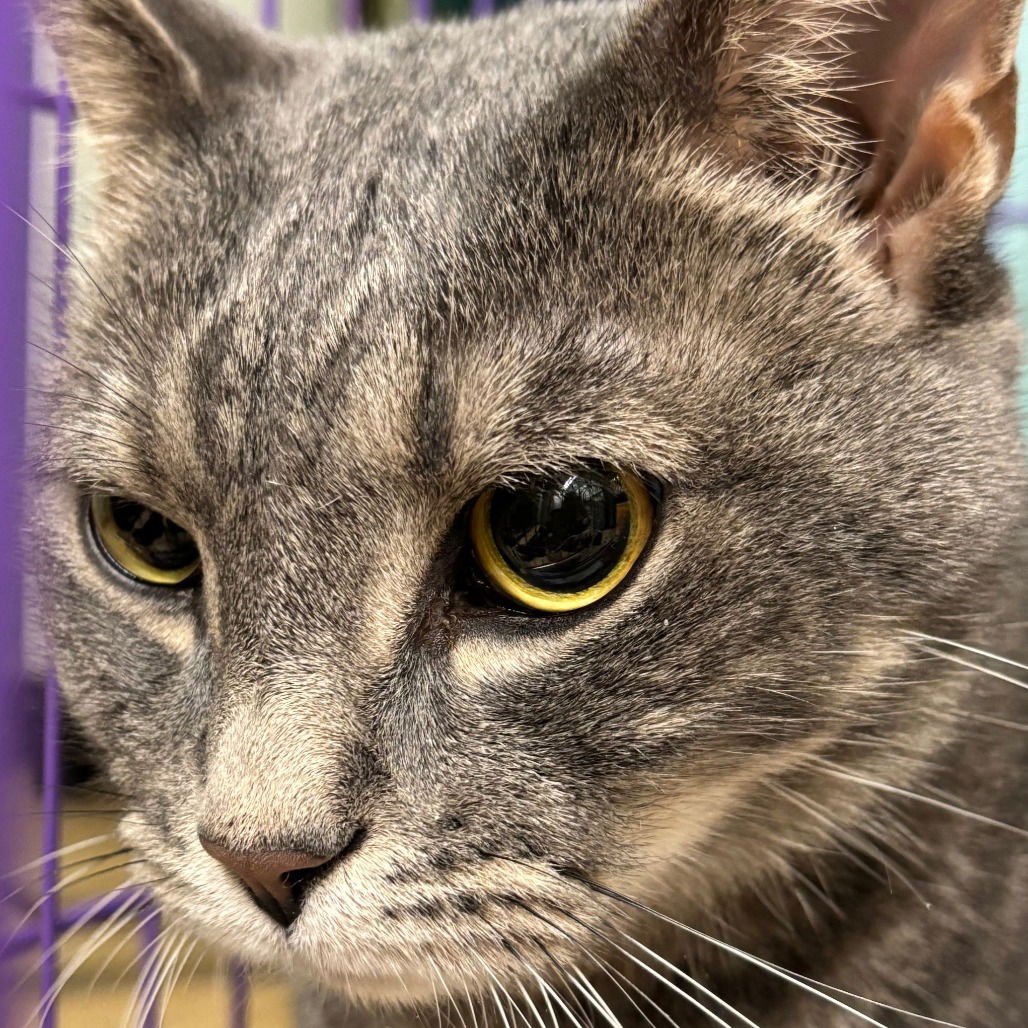 BECKETT - Domestic Short Hair available for adoption