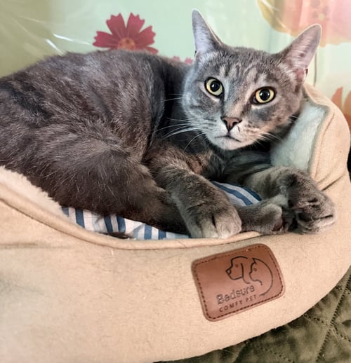 BECKETT - Domestic Short Hair available for adoption