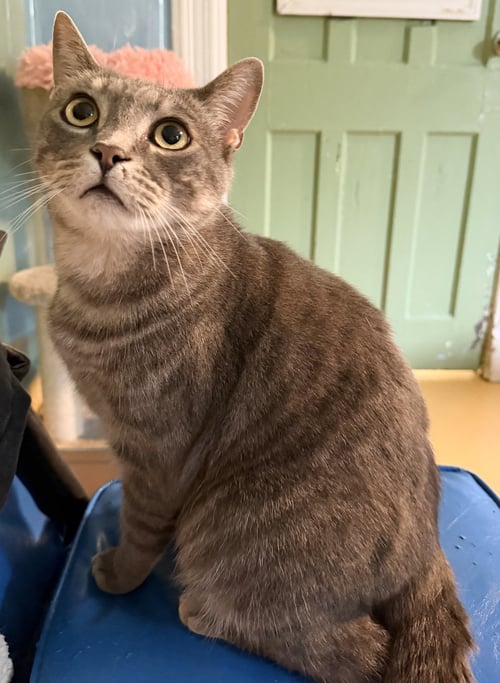 BECKETT - Domestic Short Hair available for adoption