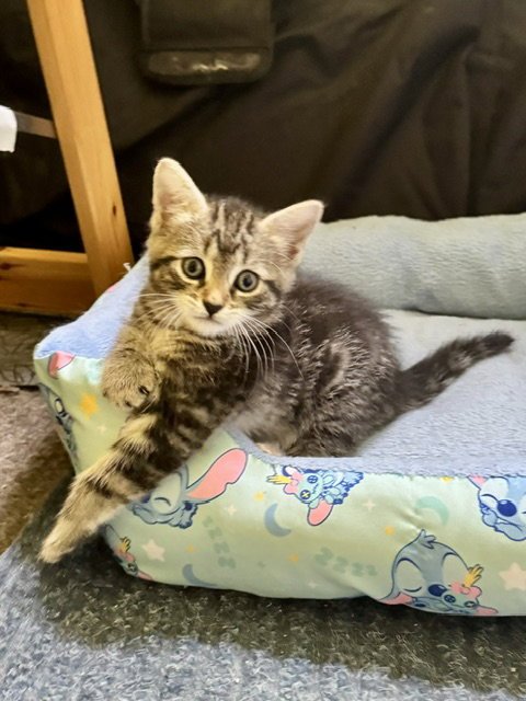 MOLLY-IN FOSTER CARE