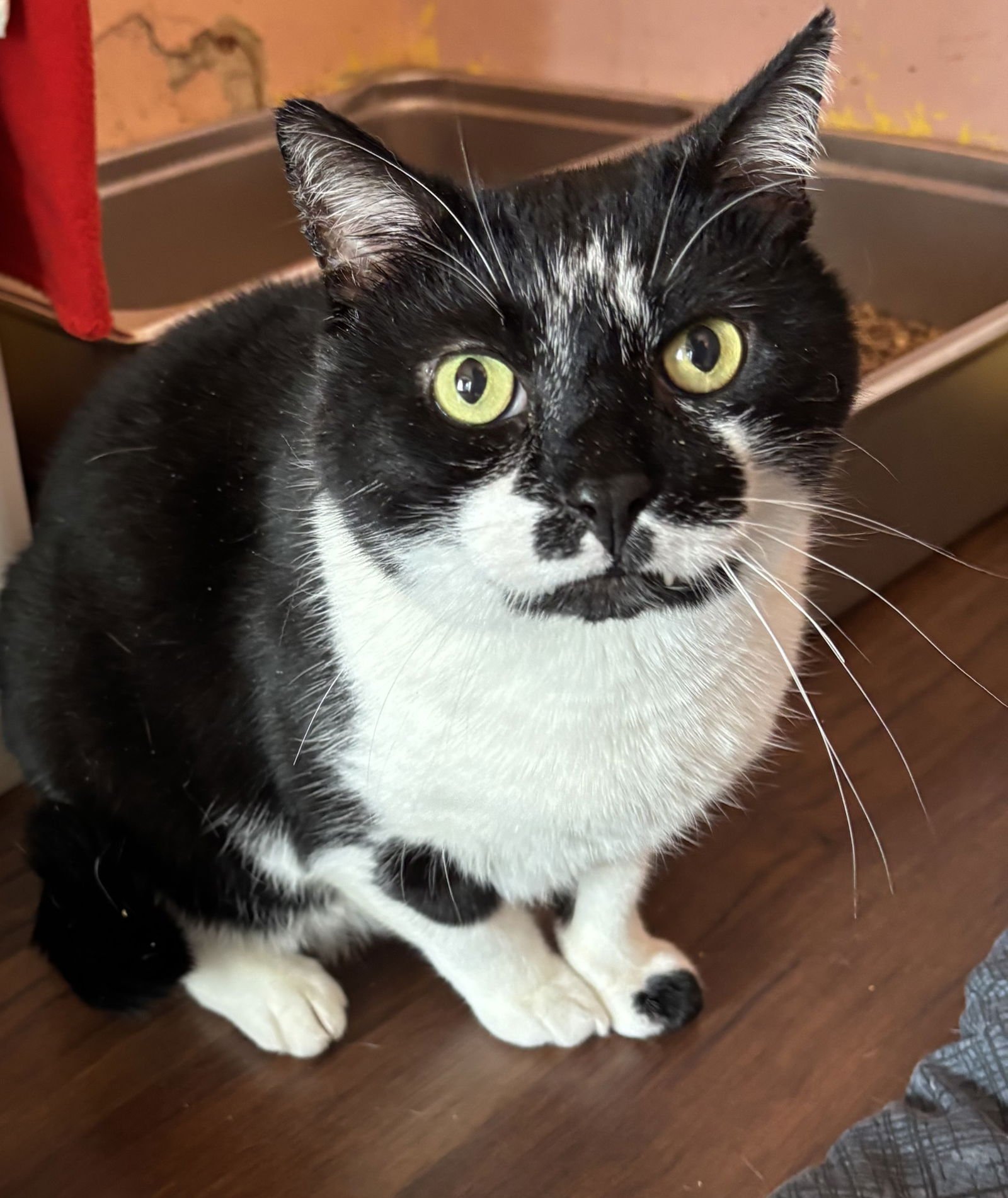 HUNTER - Domestic Short Hair available for adoption