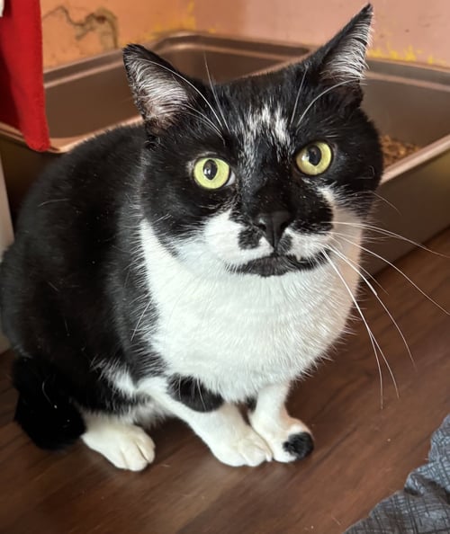 HUNTER - Domestic Short Hair available for adoption