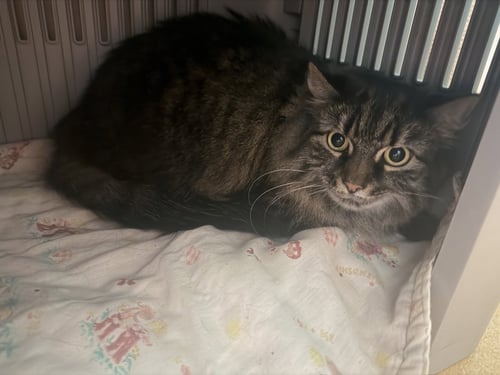 MILKSHAKE - Domestic Long Hair / Maine Coon available for adoption