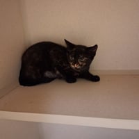 Delilah - Photo 1