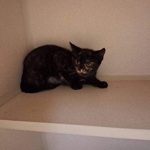 DELILAH - Domestic Short Hair available for adoption