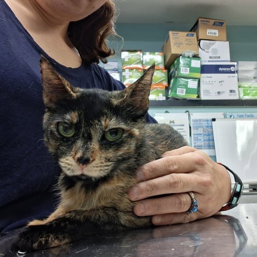 RAYNE - Domestic Short Hair available for adoption