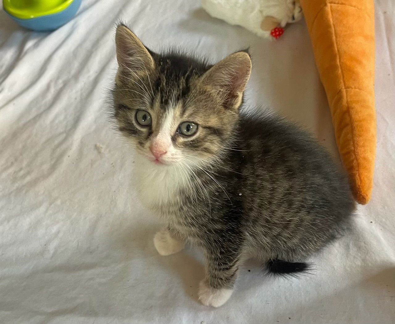 TUBBS - Domestic Short Hair available for adoption