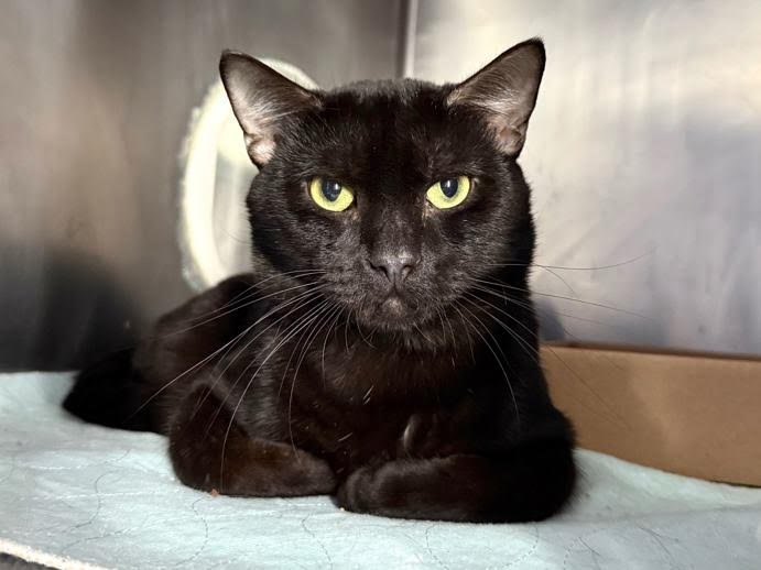 TWISTYFIG - Domestic Short Hair available for adoption