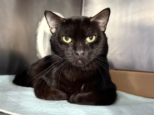 TWISTYFIG - Domestic Short Hair available for adoption