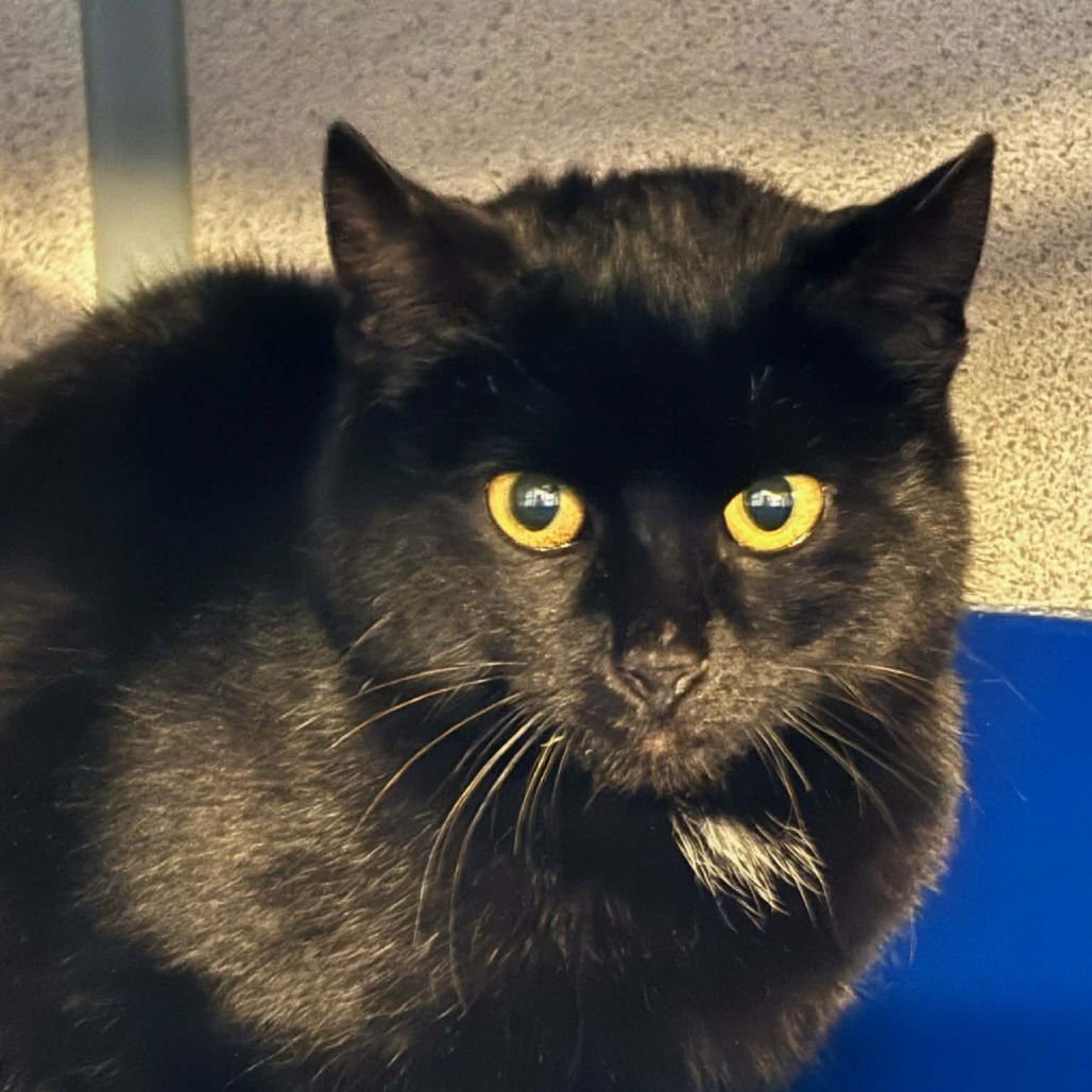 IDAHO - Domestic Short Hair available for adoption