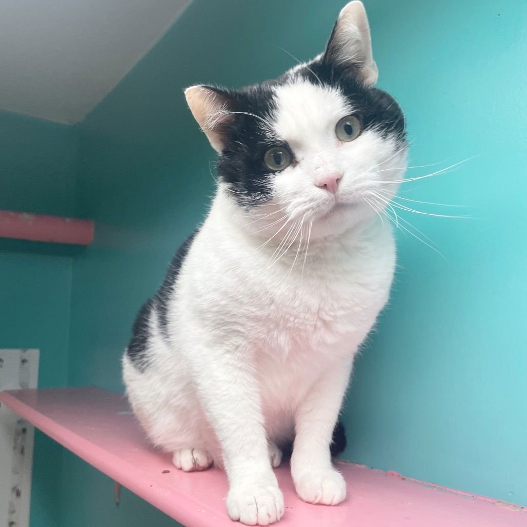 MACARONI - Domestic Short Hair available for adoption