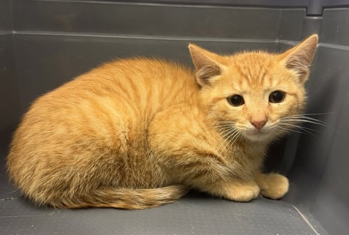 SAMUEL - Domestic Short Hair for adoption in Albany